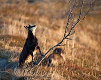 G�mse - Zum Vergroessern klicken!